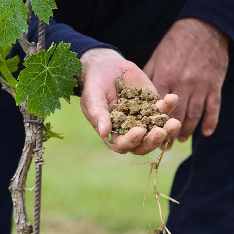 Tenuta Torciano Cantina - Visita delle vigne e della cantina (x 1 persona) - Buono Regalo