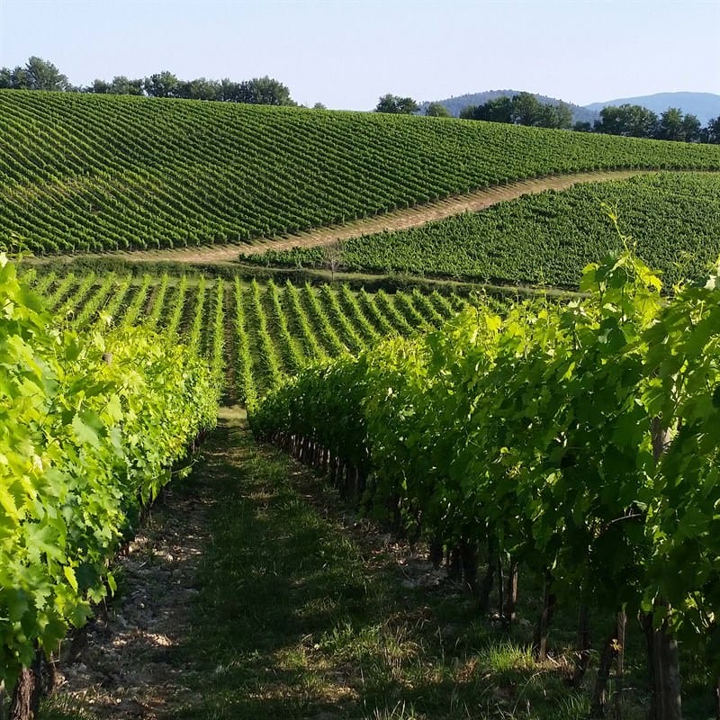 Tenuta Torciano Cantina - Visita delle vigne e della cantina (x 1 persona) - Buono Regalo