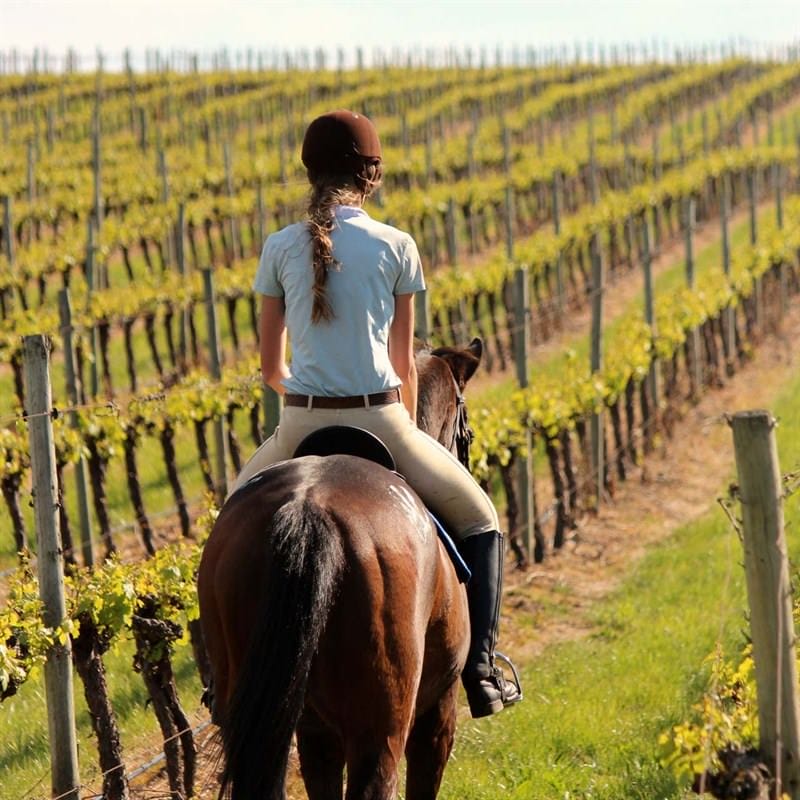 Tenuta Torciano Cantina - Passeggiata a cavallo e degustazione (x 1 persona)- Buono Regalo