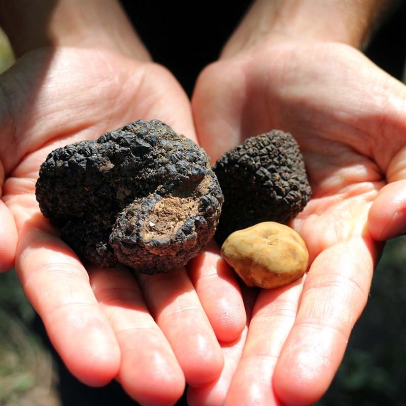 Tenuta Torciano Winery - Truffle Hunting with Lunch Gift Voucher