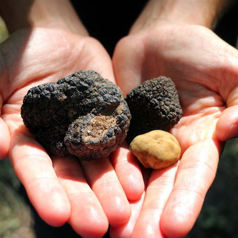 Tenuta Torciano Cantina - Caccia al Tartufo con Pranzo e degustazione (x 1 persona) - Buono Regalo