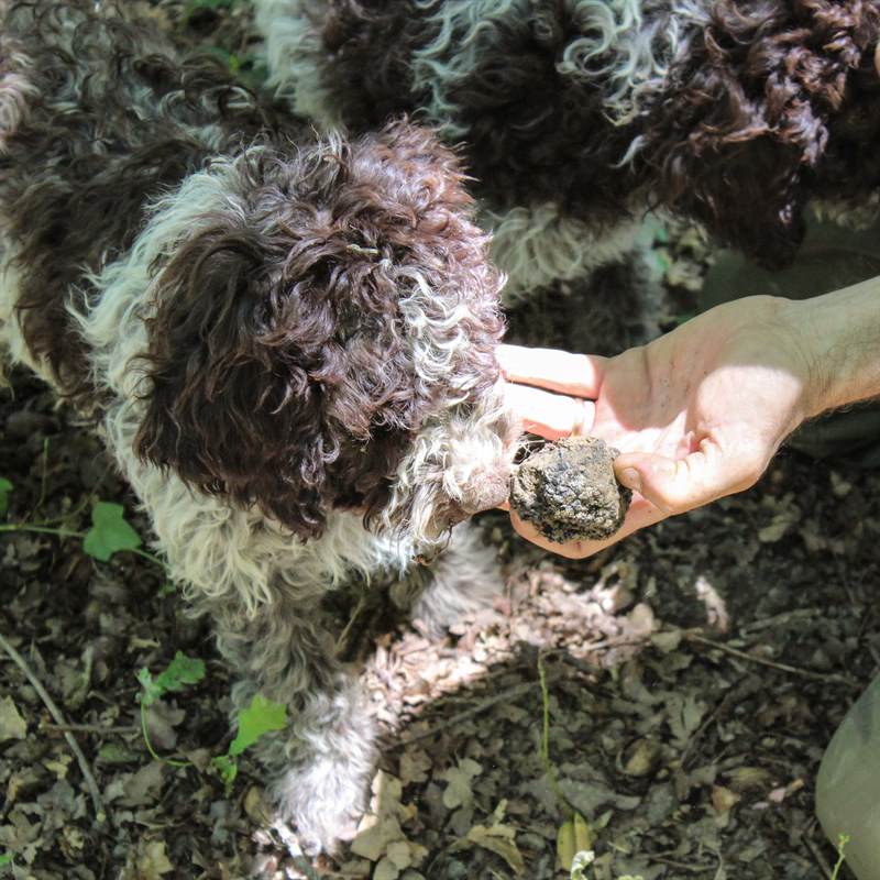 Tenuta Torciano Winery - Truffle Hunting with Lunch Gift Voucher