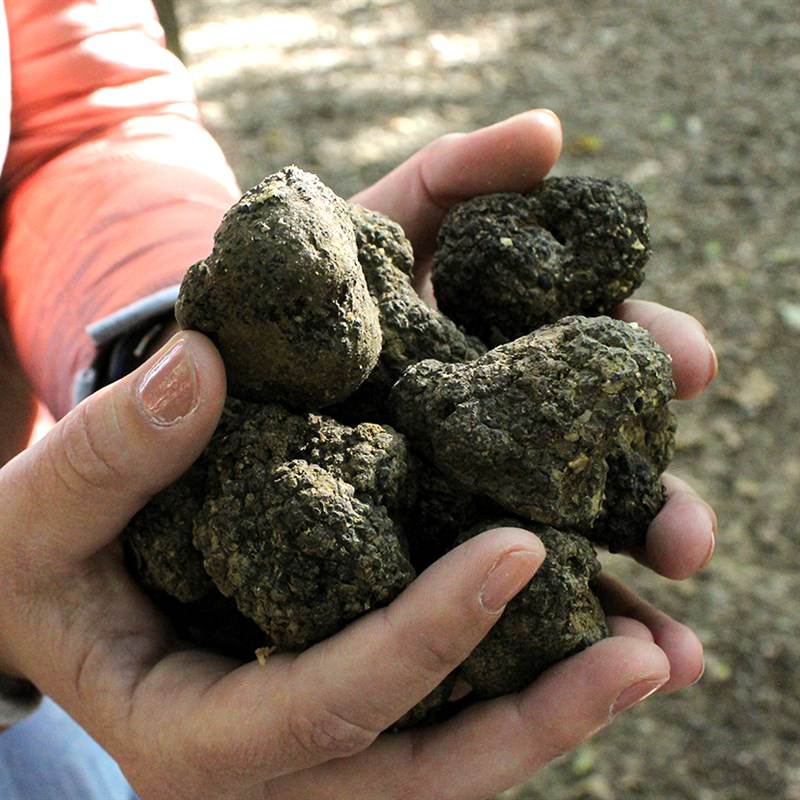 Torciano Hotel - Soggiorno con Caccia al Tartufo e Pranzo in Cantina (x 1 persona) - Buono Regalo