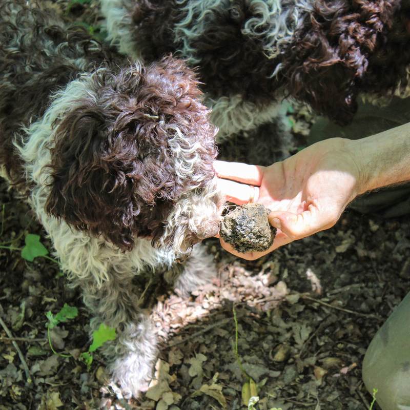 Torciano Hotel - Soggiorno con Caccia al Tartufo e Pranzo in Cantina (x 1 persona) - Buono Regalo