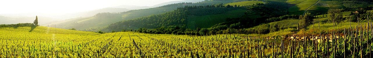 Tenuta Torciano Winery