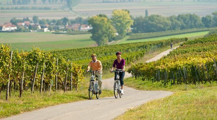 bike%vineyard