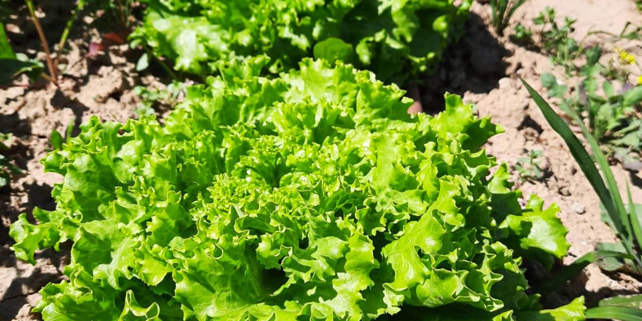 Seasonal garden experience