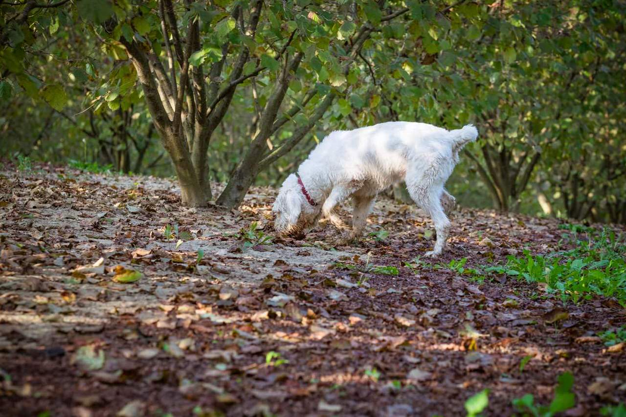 dog truffle hunting