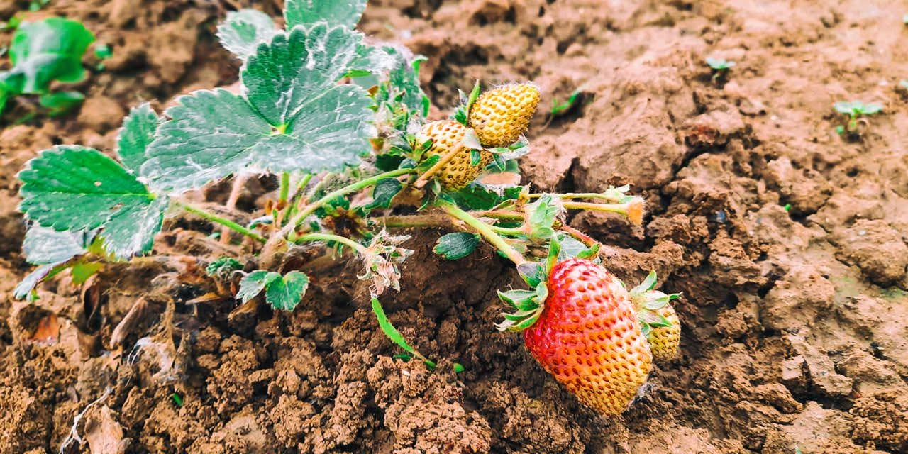 Fresh fruit and garden detail