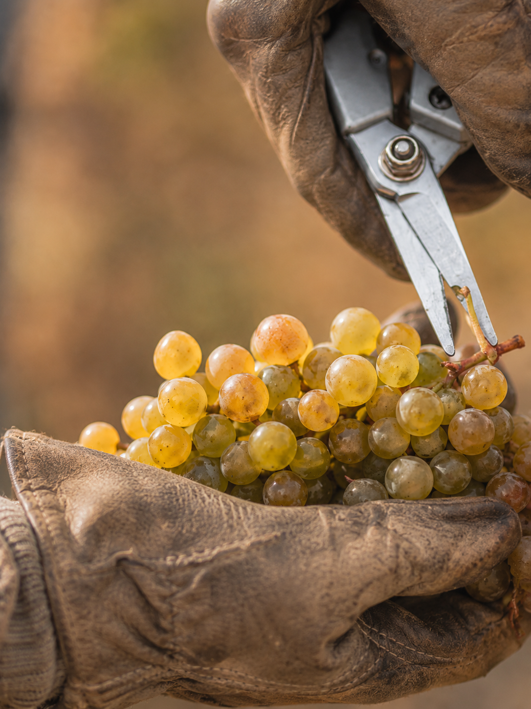 Grapes for Vin Santo