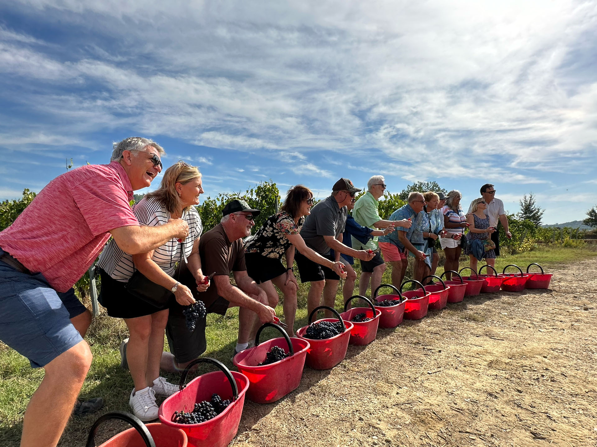 Ospiti raccolgono l'uva nelle cassette rosse insieme alla squadra della tenuta durante la vendemmia didattica