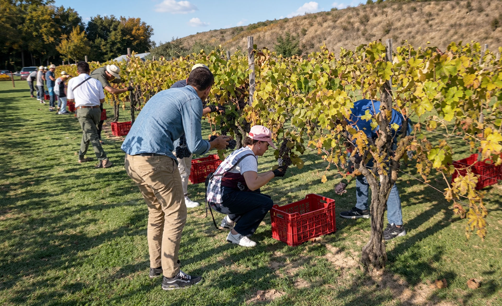 Ospiti raccolgono l'uva a mano insieme alla squadra della tenuta durante la vendemmia didattica a Tenuta Torciano