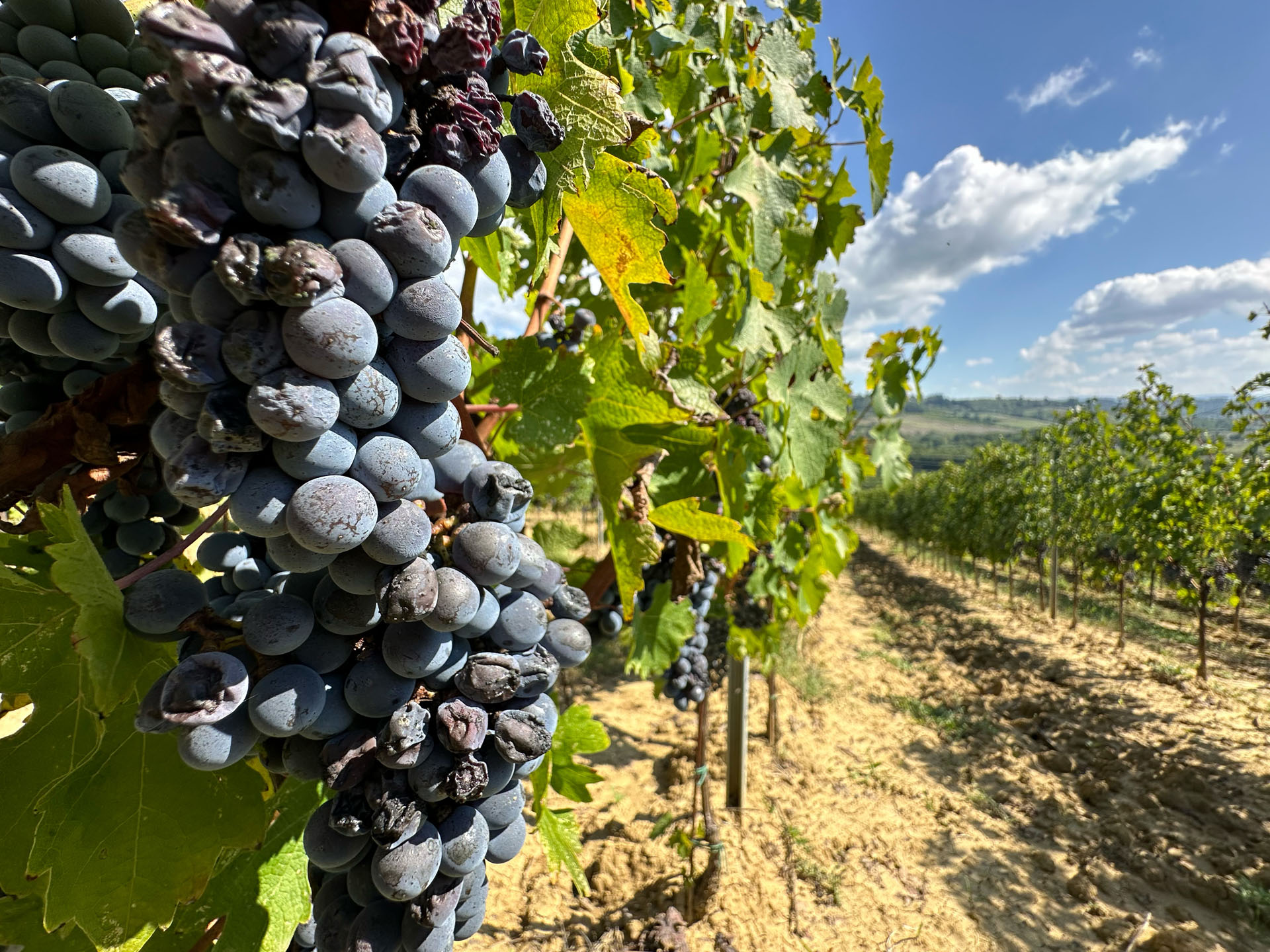 Grappoli di Sangiovese maturi sulla vite prima della vendemmia a San Gimignano