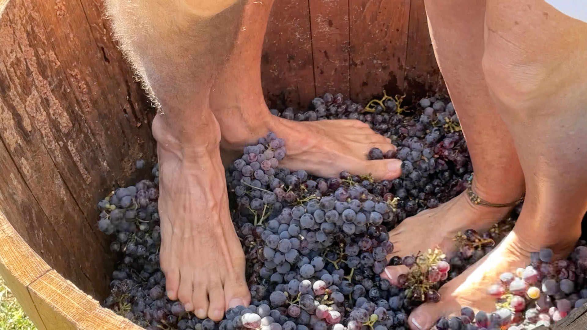 Piedi nudi che pigiano l'uva dentro il tino di legno a Tenuta Torciano