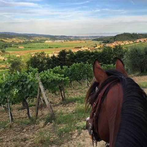 horse vineyard tuscany