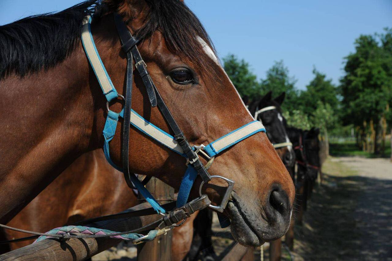 horse