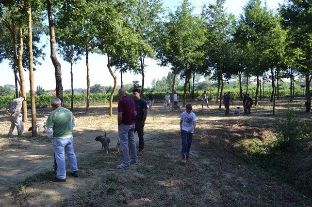 Tartufo bianco nella Terra di Siena