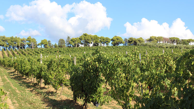 Cantina Poggio Moreto