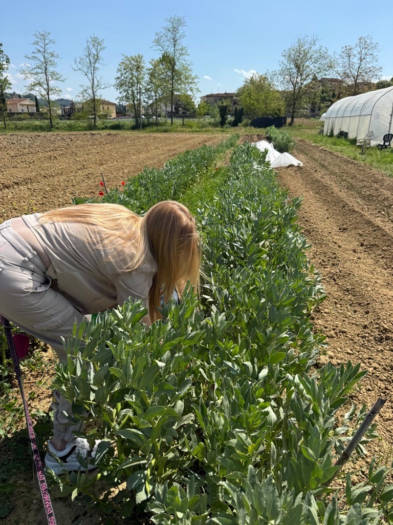 Culinary garden at Tenuta Torciano