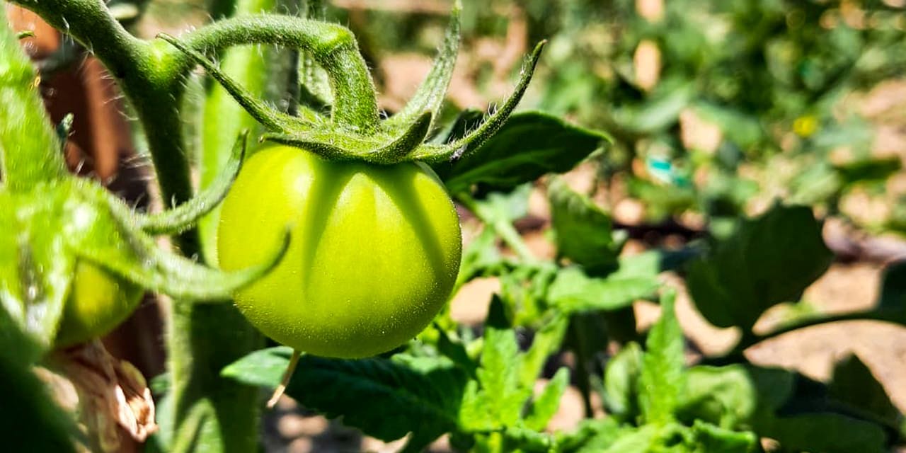 Culinary garden at Tenuta Torciano