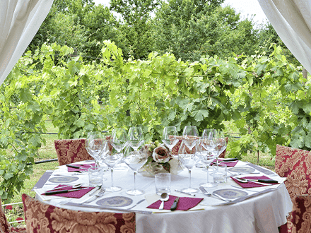 Romantic lunch in vineyard