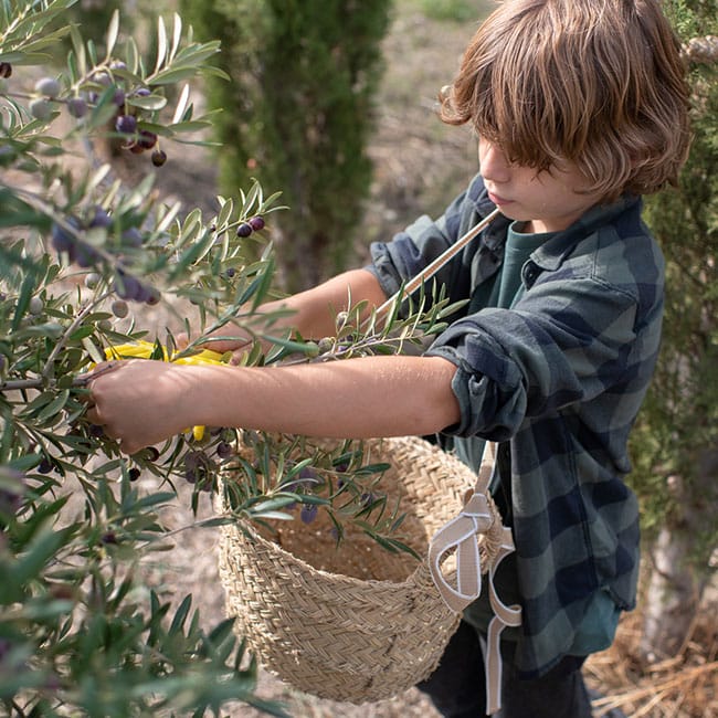 raccolta-olive-tt