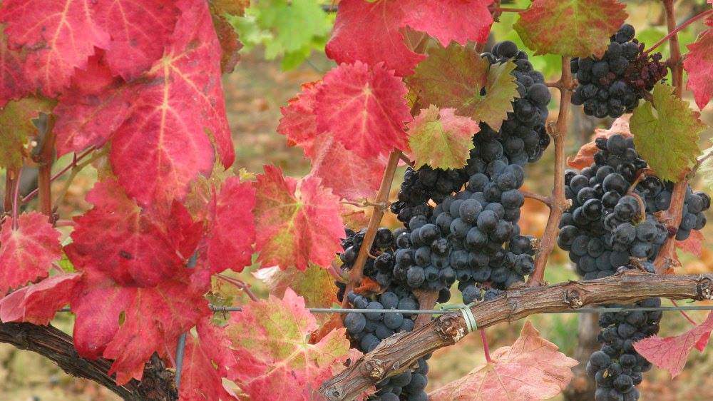 La vendemmia in Toscana: il momento più magico dell&#8217;anno