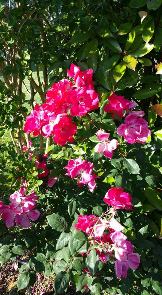 rose giardino toscana