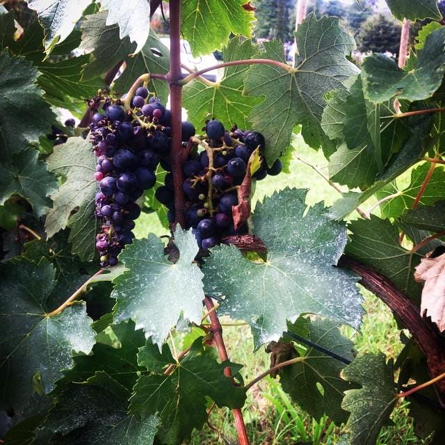 Momenti di vita a Tenuta Torciano