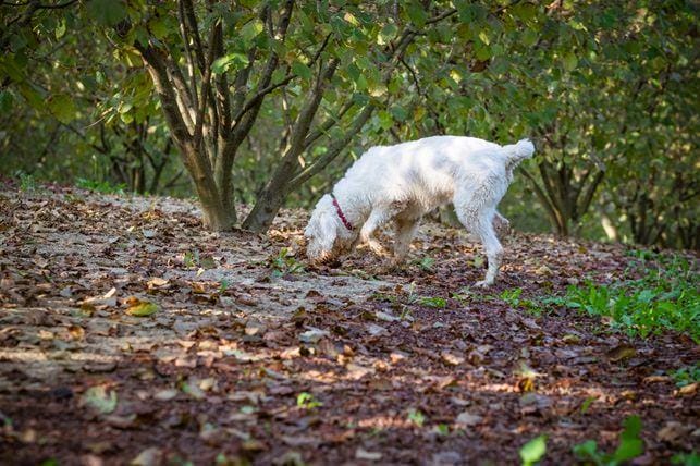 truffle%dog%hunting