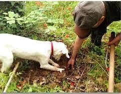 Tartufo bianco nella Terra di Siena