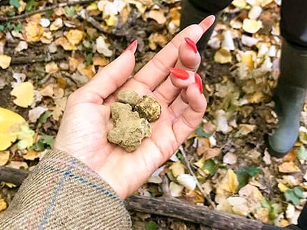 Truffle Hunt Lunch Tasting