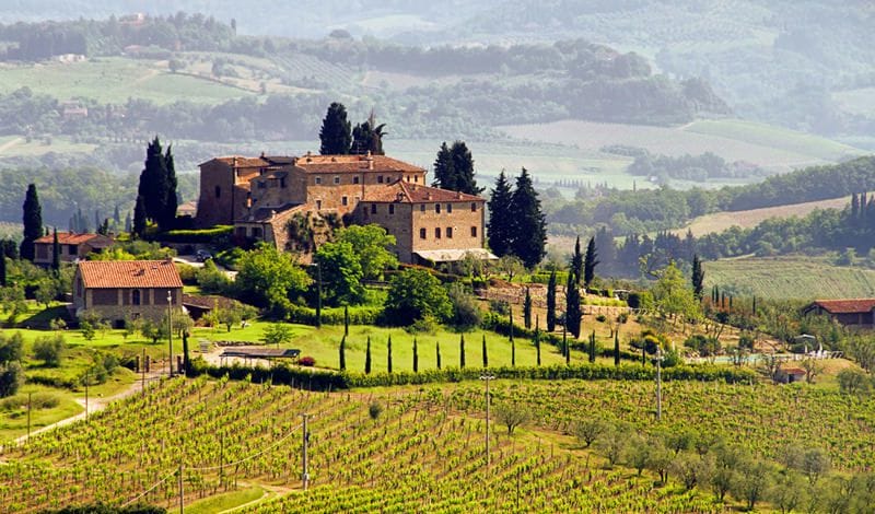 vineyard