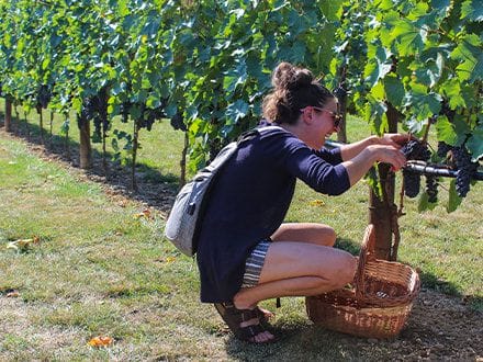 Harvest Experience