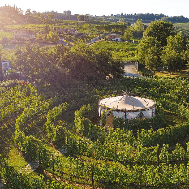 vineyard