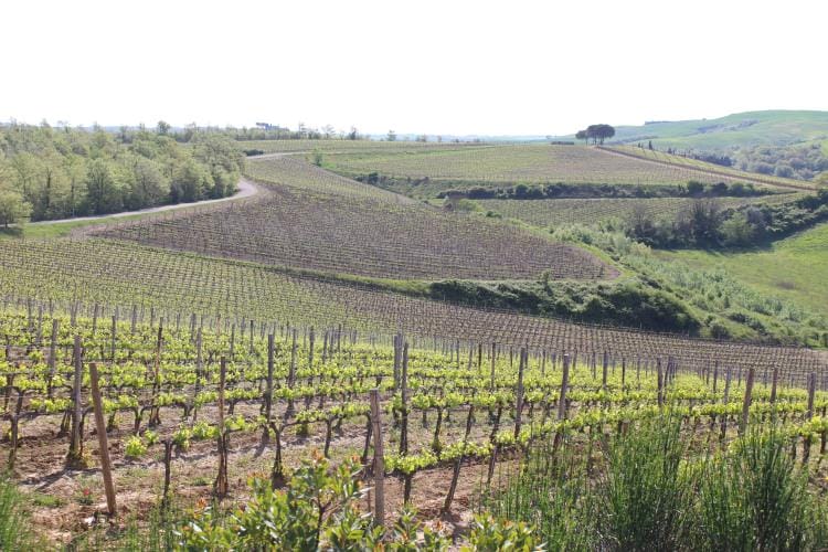 Grazie per la visita in Tenuta Torciano