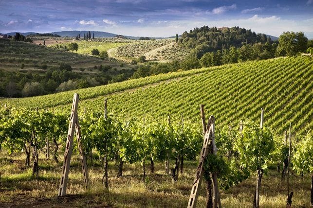 vineyard%tuscany