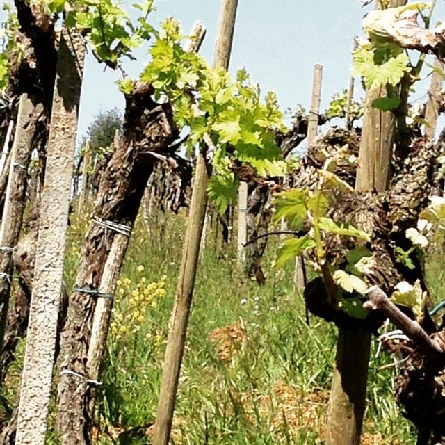 vineyard torciano winery