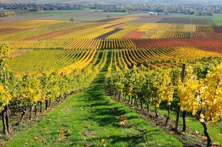 Tempo libero per gli amanti del vino