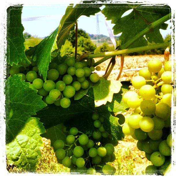 white grape vernaccia di san gimignano