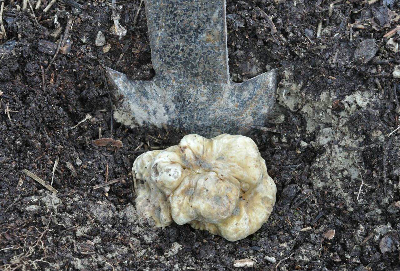 Caccia al Tartufo: esperienza unica in Toscana