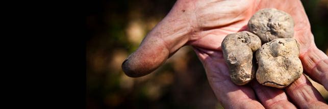 Tartufo bianco nella Terra di Siena