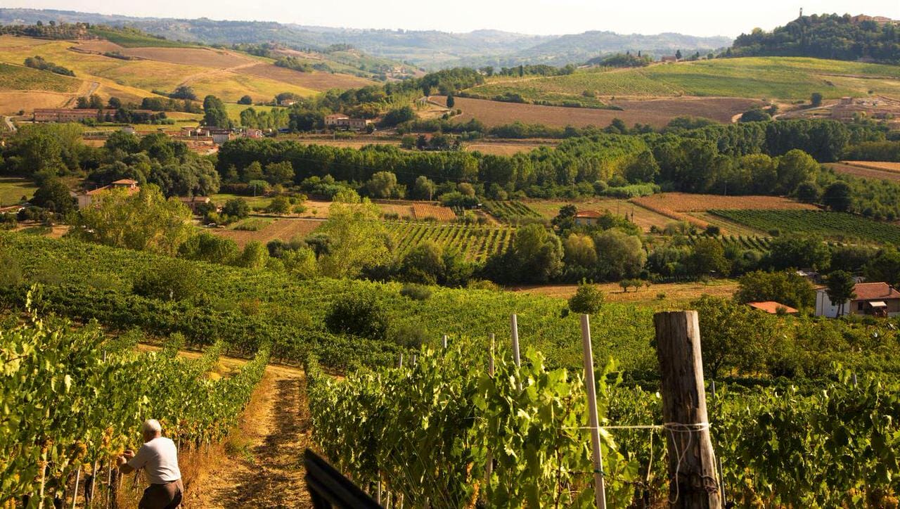 Harvesting a Vineyard