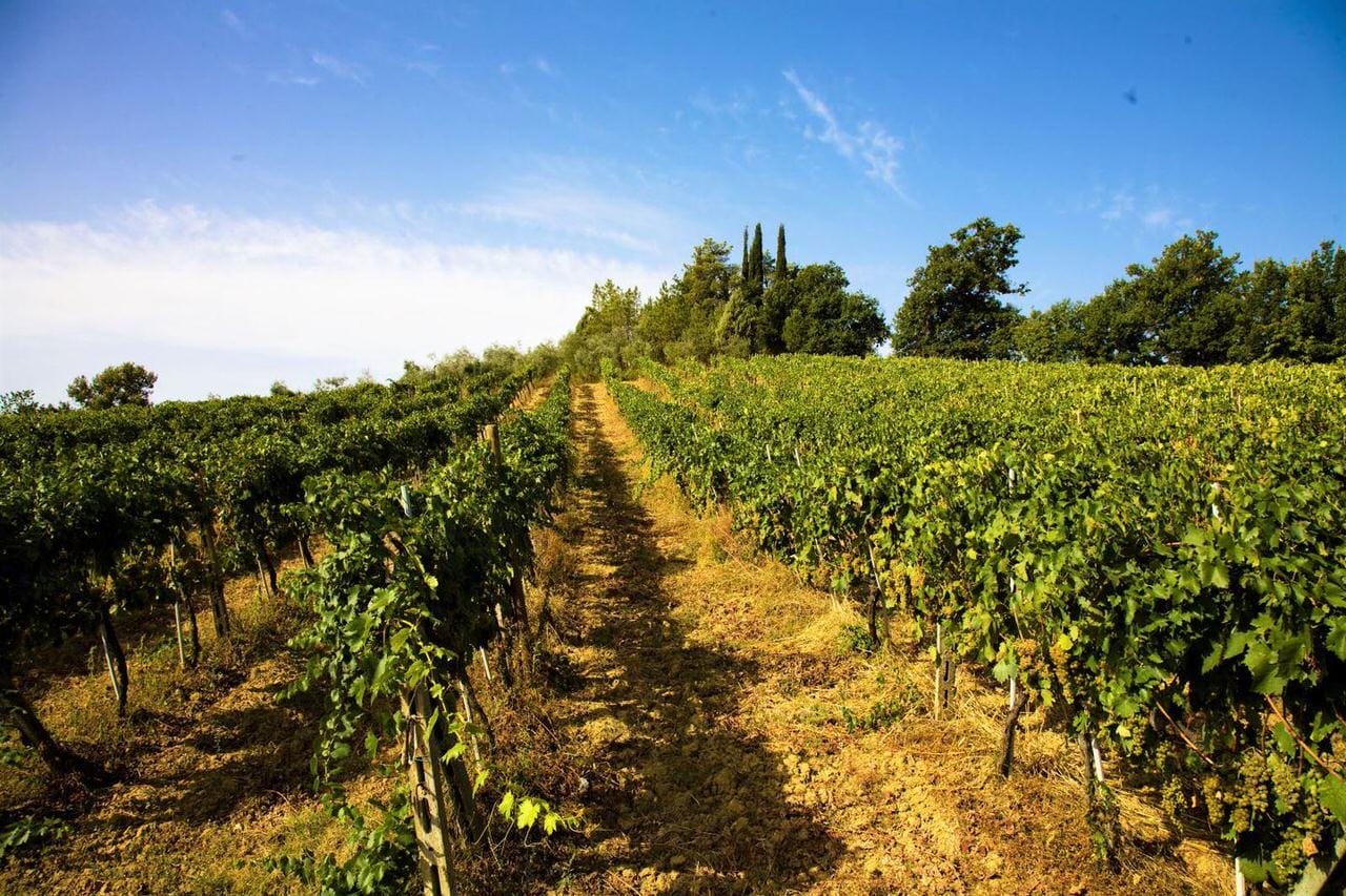 Montepescini Vineyard