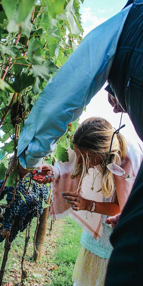 vendemmia-tenuta-torciano