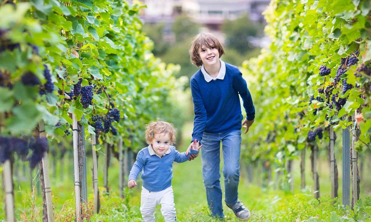 vineyard-tour-kids