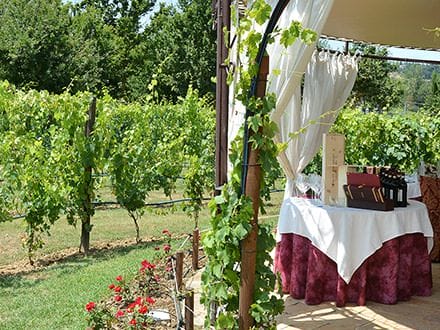 Romantic lunch in vineyard