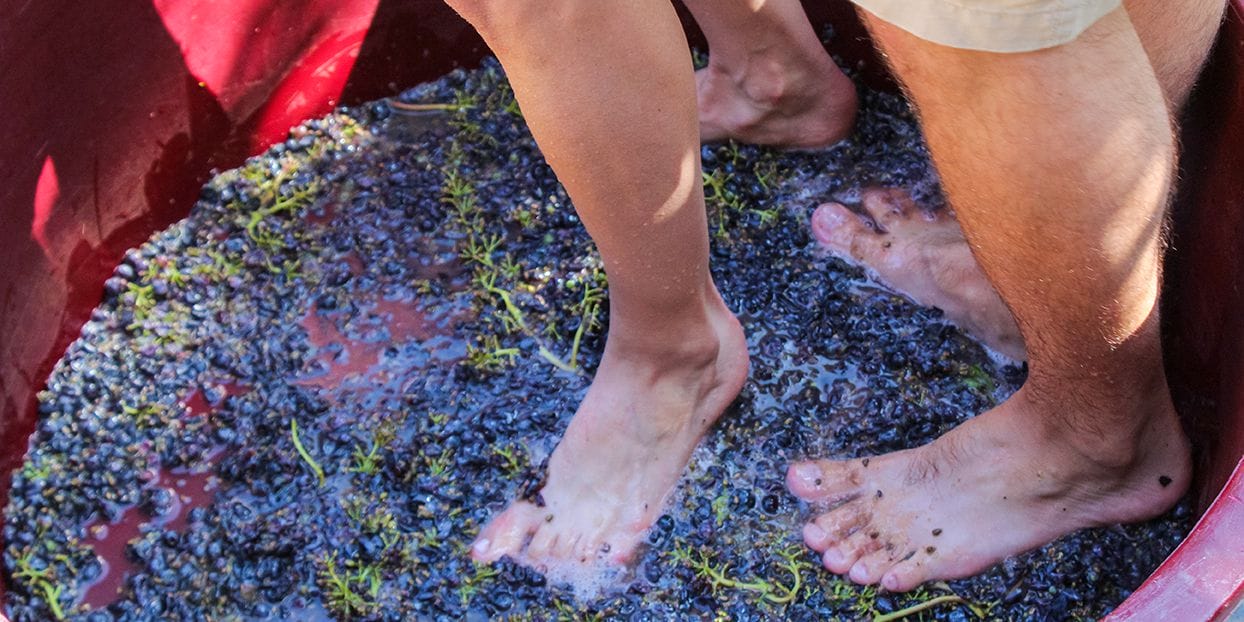 harvest-tenuta-torciano