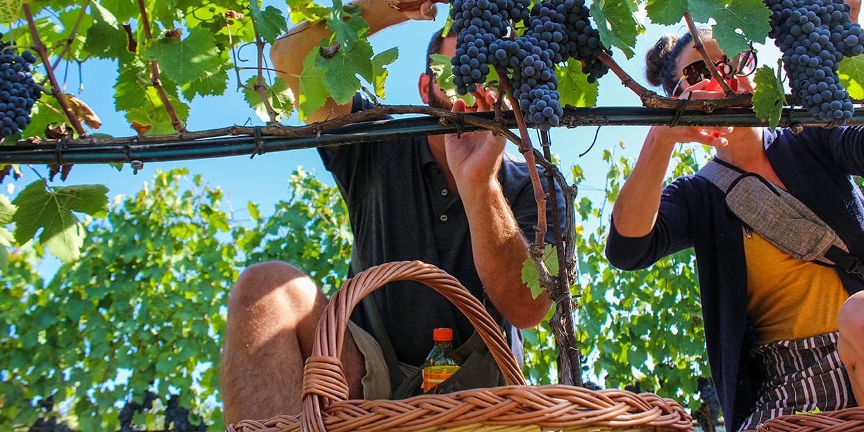 grapes-collecting