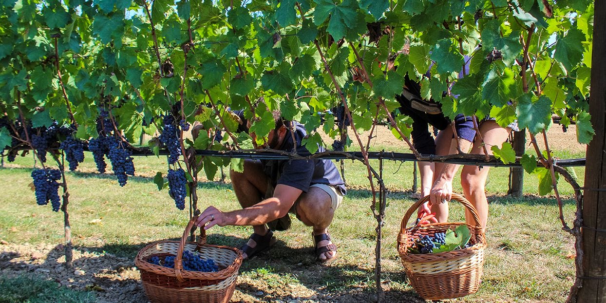 harvest-in-veneyard